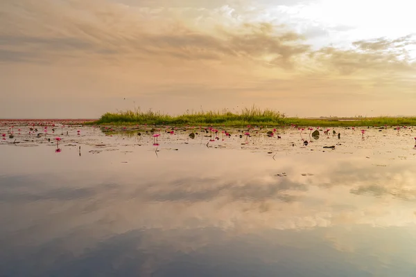 Röd lotus havet. — Stockfoto