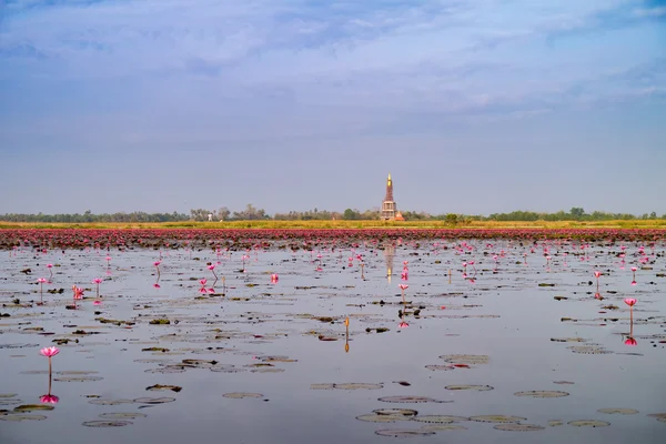 Kırmızı lotus deniz. — Stok fotoğraf