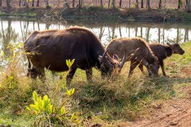 Tayland'da buffalo.