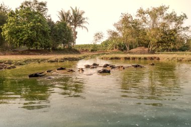Tayland'da buffalo.