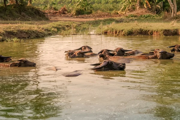 Buffel i Thailand. — Stockfoto