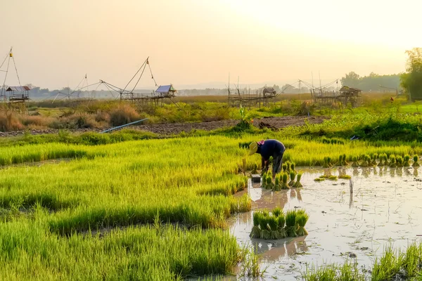 Bonde i thailand. — Stockfoto