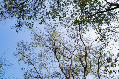 Ağaç üzerinde şube.