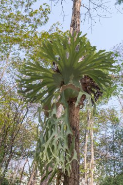 Polypodiaceae ağaç üzerinde.