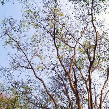 Ağaç üzerinde şube.