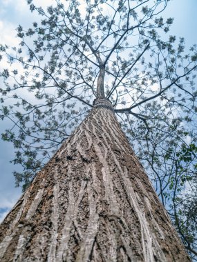 Ağaç üzerinde şube.