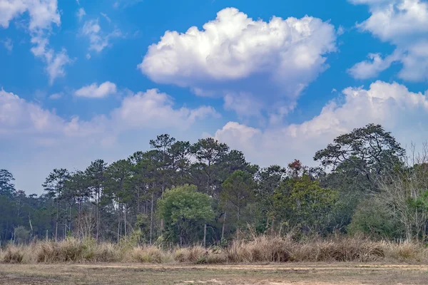 Floresta degradada Tailândia . — Fotografia de Stock