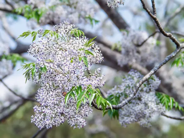 Rosa blommor på — Stockfoto