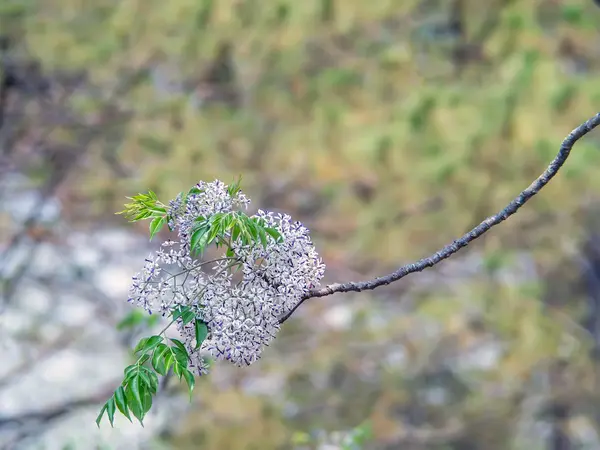 Rosa blommor på — Stockfoto