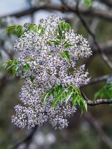 Rosa blommor på — Stockfoto