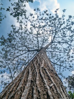 Ağaç üzerinde şube.