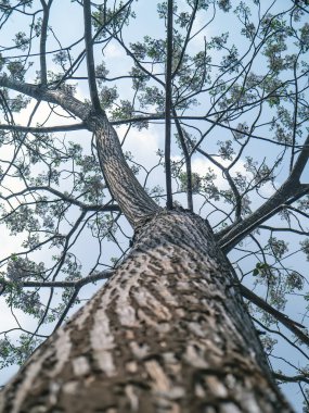 Ağaç üzerinde şube.