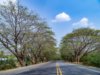 Ağaç tünel yol.