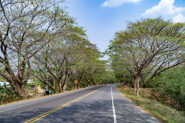 Estrada do túnel das árvores . — Fotografia de Stock