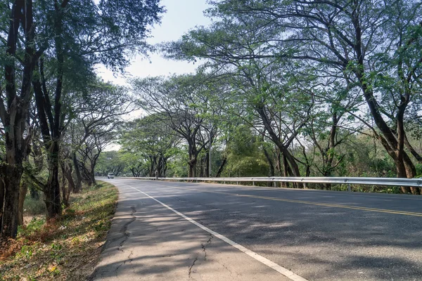 Estrada do túnel das árvores . — Fotografia de Stock