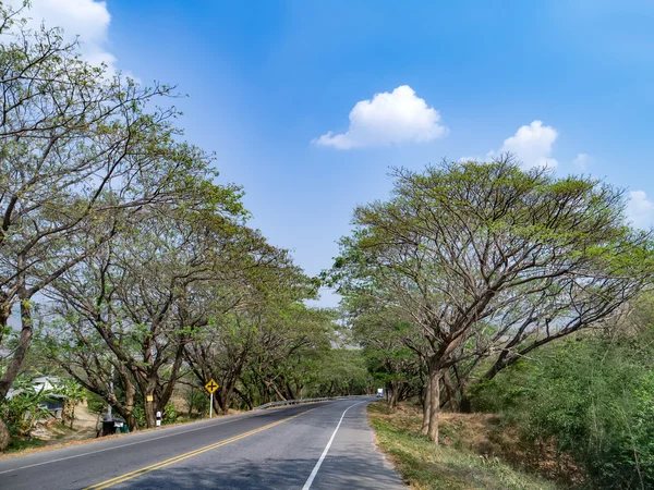 Tree Tunnel road. — Stock Photo, Image