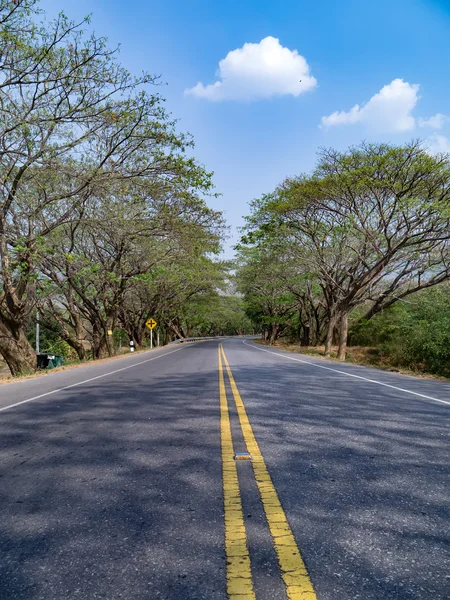 Estrada do túnel das árvores . — Fotografia de Stock