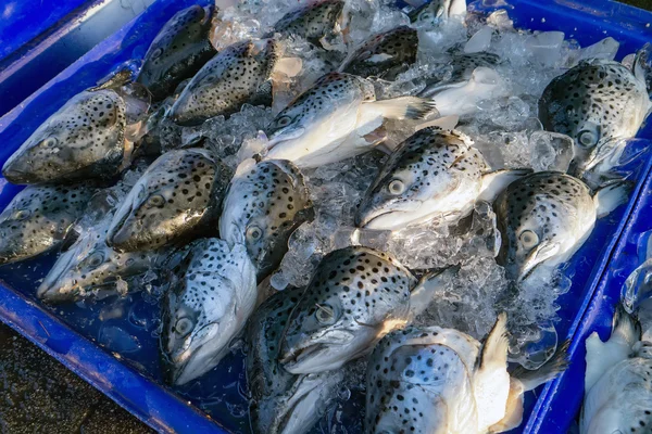 Poisson sur le marché — Photo