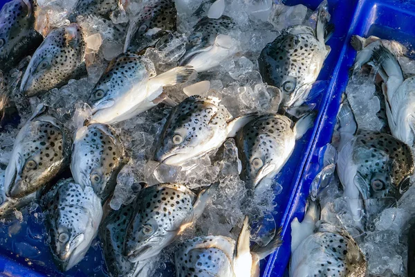 Poisson sur le marché — Photo