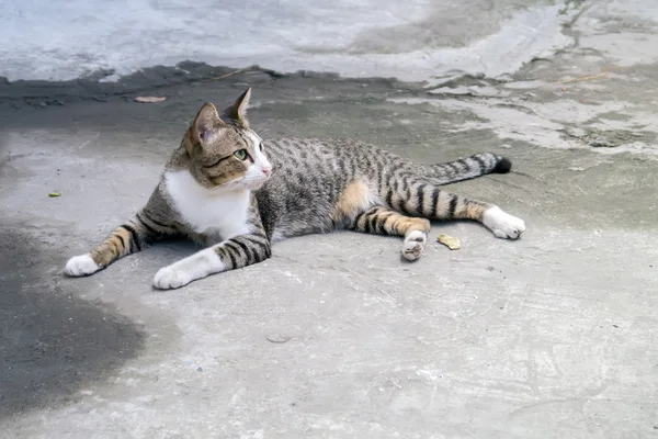 Kucing tidur di lantai . — Stok Foto