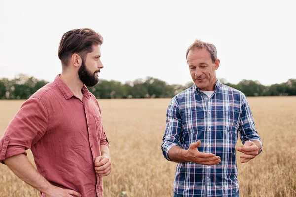 İki çiftçi buğday tarlasında duruyor. Agronomistler buğday başakları arasında hasat ve ekinleri tartışıyor.