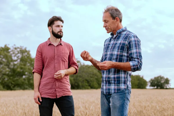 Due agricoltori si trovano in un campo di frumento. Gli agronomi discutono del raccolto e delle colture tra le spighe Immagini Stock Royalty Free