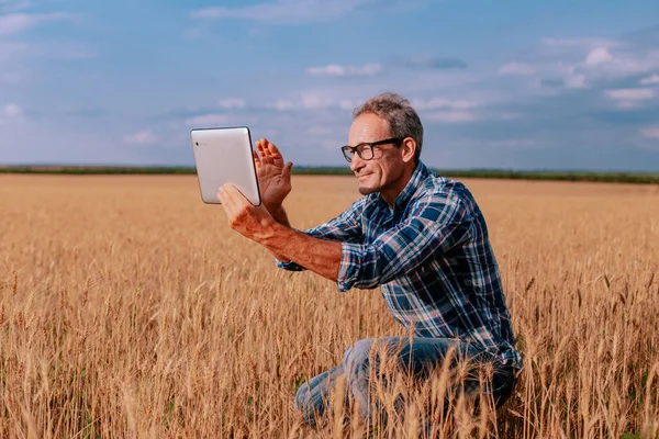Agricoltore anziano in piedi in un campo di grano scattare foto con la tavoletta ed esaminare il raccolto Foto Stock