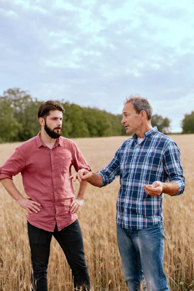 Due agricoltori si trovano in un campo di frumento. Gli agronomi discutono del raccolto e delle colture tra le spighe Fotografia Stock