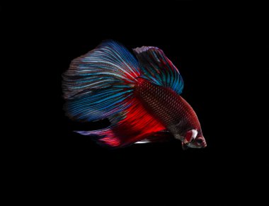 Siyam mücadele balık (Betta splendens)