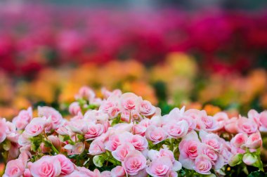 Tüberoz begonias (Begonia tuberhybri çok sayıda parlak çiçek