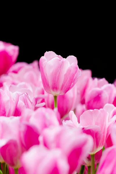 Beautiful pink tulips in the spring time — Stock Photo, Image