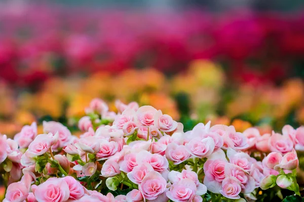 Många ljusa blommor av tuberös begonias (Begonia tuberhybri — Stockfoto