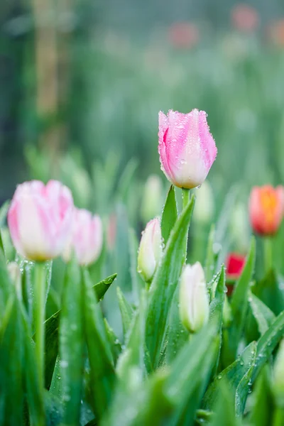 Beautiful bouquet of pink tulips — Stock Photo, Image