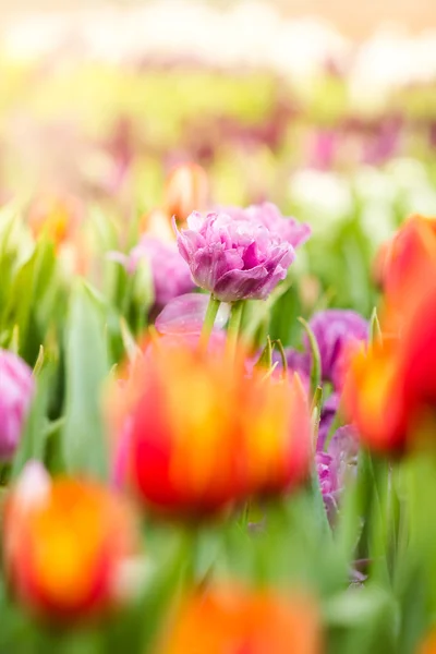 Blooming spring flowers tulips in the sunlight — Stock Photo, Image