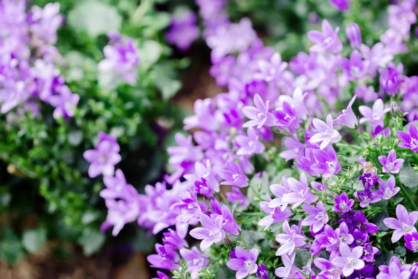 Macro view of a little Campanula flower — Stock Photo, Image