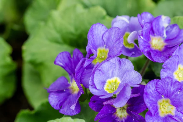 Primula flowers in garden — Stock Photo, Image