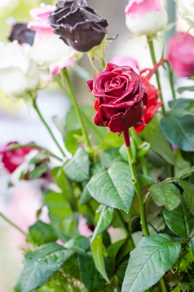 Цветные розы с шоколадом и сладостями — стоковое фото
