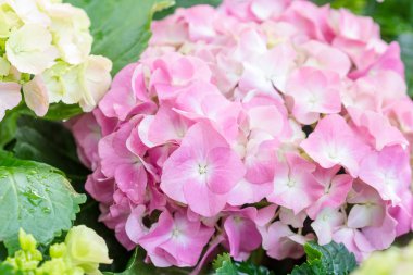 Ortanca çiçek (Hydrangea macrophylla) bir Bahçe
