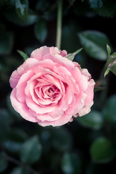 Розовая роза в саду — стоковое фото