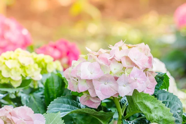 Hortensienblüte (Hortensie macrophylla) im Garten — Stockfoto