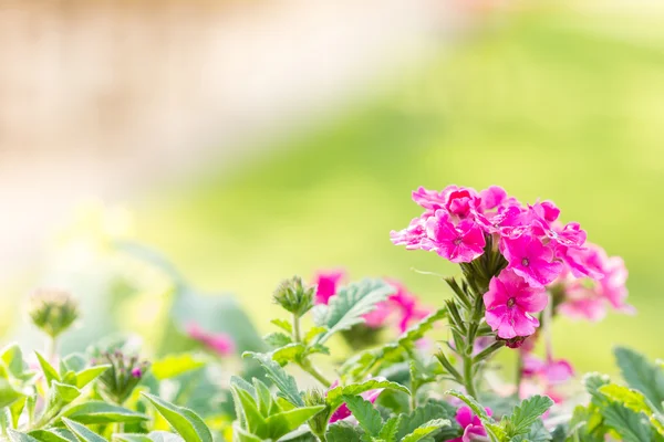 Красиві рожеві хеджування квітка, Плакуча lantana lantana Камара Лін — стокове фото