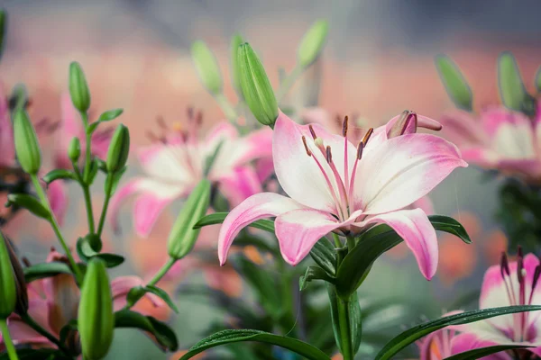 Lilien Blumenstrauß — Stockfoto