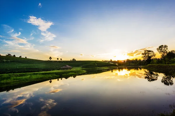 Sunset view of tea plantation landscape — Stock Photo, Image