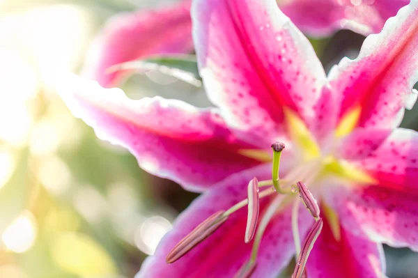 Ramo de flores de lirios —  Fotos de Stock