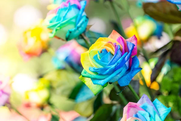 Colorido de flores de rosas arco-íris. Macro de rosas arco-íris — Fotografia de Stock