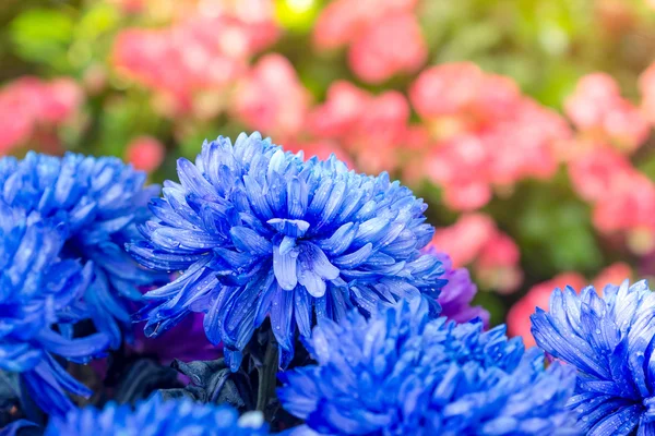 Fechar-se de flores de crisântemo azuis em plena floração — Fotografia de Stock