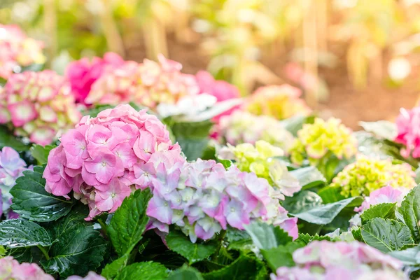 Λουλούδι Ορτανσία (Hydrangea macrophylla) σε έναν κήπο — Φωτογραφία Αρχείου