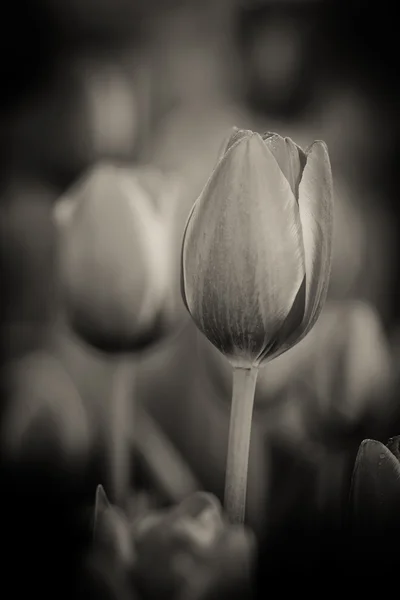 Tulipán blanco y negro —  Fotos de Stock
