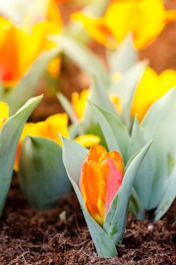 Bahar çiçekleri açan laleler gün ışığında