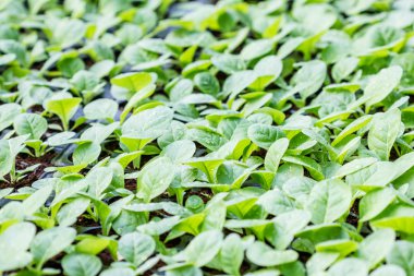 Tütün Ekimi genç bitkiler dikim